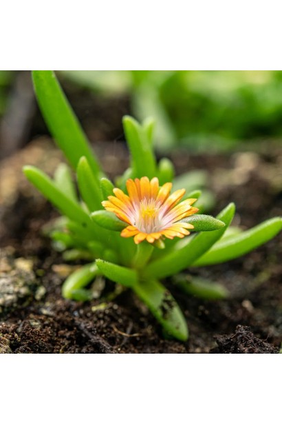 Делосперма Перлина пустелі Топаз